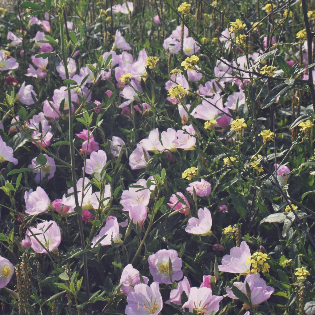 This Week: Botanical Photos with a Vintage Lens on a&nbsp;DSLR